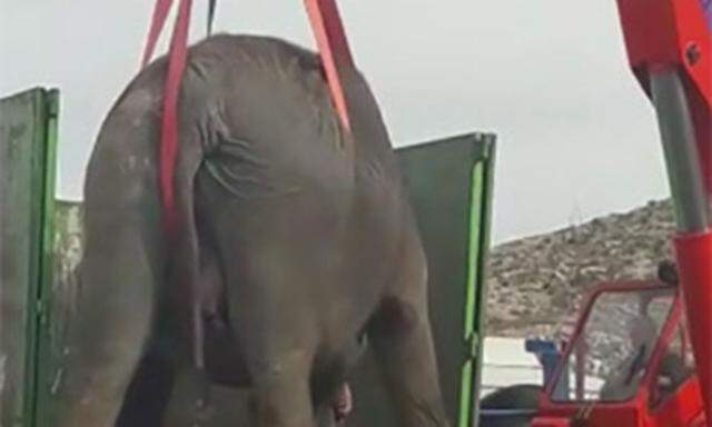 Ein verletzter Elefant wird abtransportiert