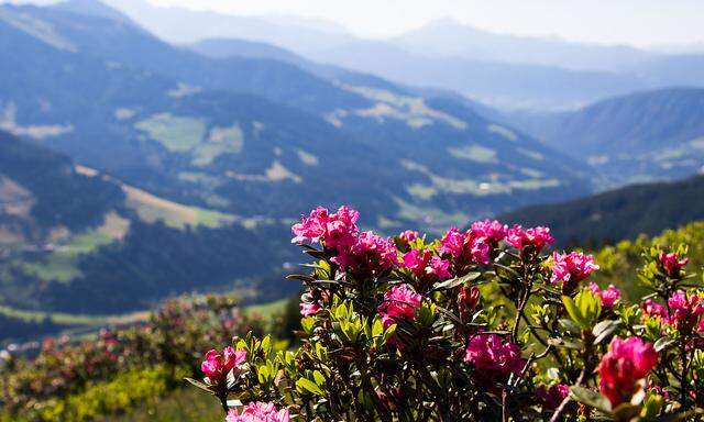 Almrausch, Almrose oder gefiederte Alpenrose: Das größte Feld Österreichs wächst in der Wildschönau.