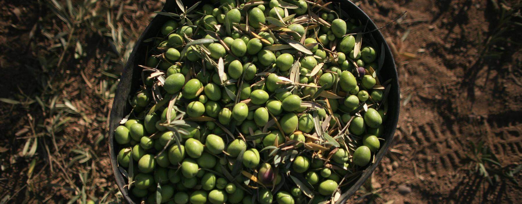 In Spanien - das Land ist Weltmarktführer bei der Olivenöl-Herstellung - ist die Situation besonders angespannt.