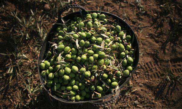 Die Olivenernte fiel in den vergangenen beiden Sommern schlecht aus. 