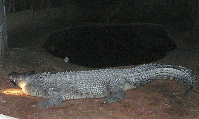 Betrunkener Krokodil Australien