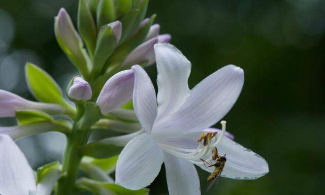 Lieber Schwebfliegen auf der Tuberose als Trauermücken im Blumentopf.