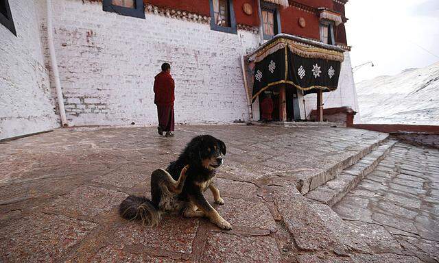 A monk walks past a dog inside Gaden Monastery in Lhasa