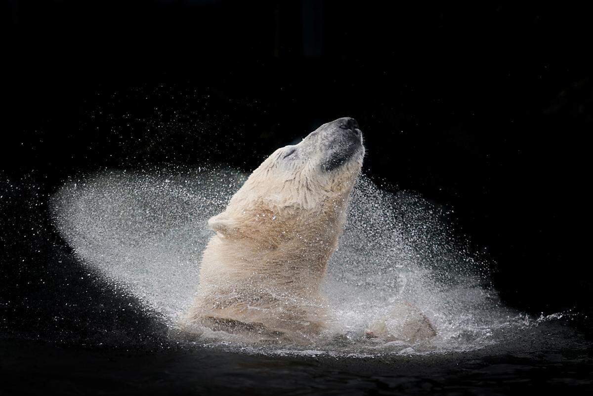 Ein Eisbär beim Schwimmen im Zoo von Prag.  