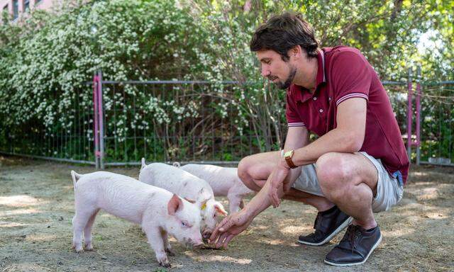 Der Studienleiter Jean-Loup Rault sieht und misst, wie wohl sich junge Schweine nach Interaktionen fühlen.