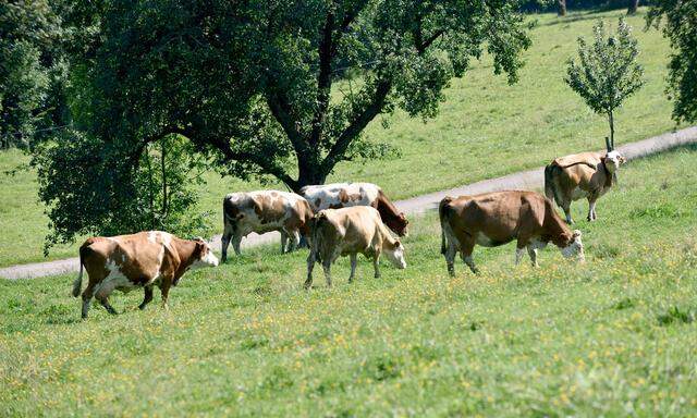 Tödliche Kuh-Attacke: OGH bestätigt Teilschuld von Bauern und Hundehalterin