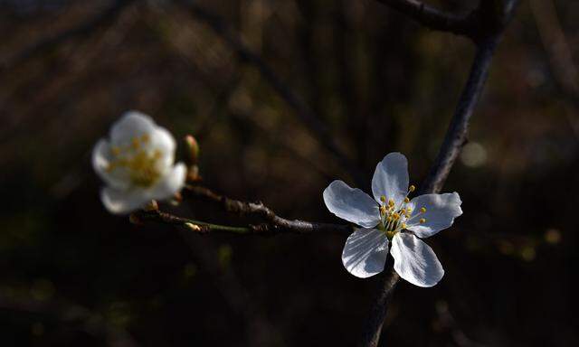Cherry Blossom, , , 17.02.2023, Copyright: xpanthertubix Panthermedia33649173.jpg