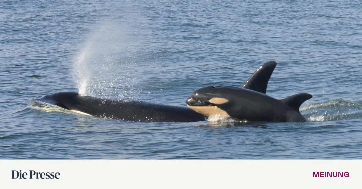 Aus der OrcaPerspektive