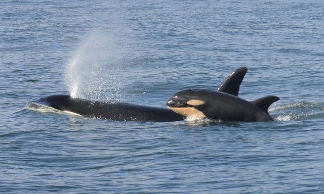 Rätselhaft. Immer wieder kommt es zu Vorfällen mit Orcas. Sie greifen Boote an. Tendenz stark steigend. Warum tun das diese intelligenten Tiere?