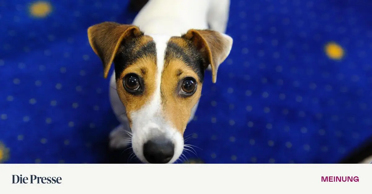 Ohne-Latein-gibt-s-kein-Wienerisch-und-jetzt-gusch-premium-