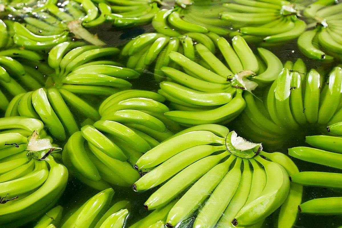 Die tropische Frucht ist in Europa ungemein beliebt. Die EU ist der größte Bananenimporteur der Welt: Knapp jede dritte Exportbanane landet hier. In Österreich wird sie nur vom Apfel als beliebtestem Obst geschlagen. Jeder Österreicher verschlingt im Schnitt pro Jahr zwölf Kilo Bananen. Gleichzeitig ist Ecuador größte Bananenexporteur weltweit: Etwas mehr als jede vierte Banane kommt aus dem Pazifikstaat. 