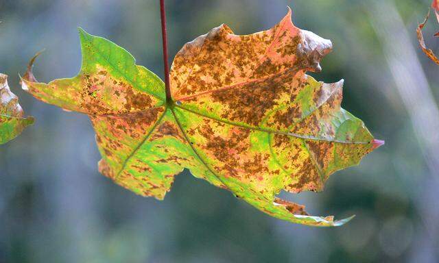 Herbstblaetter