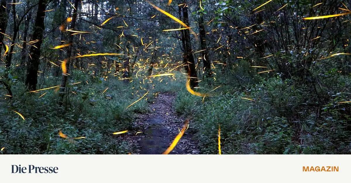 Grillen-Gl-hw-rmchen-Dancefloor-Warum-hat-alles-denselben-Beat-premium-