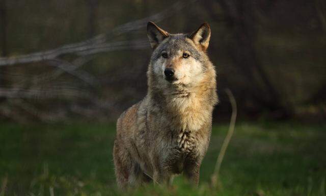Europaeischer Grauwolf, (Canis lupus lupus),