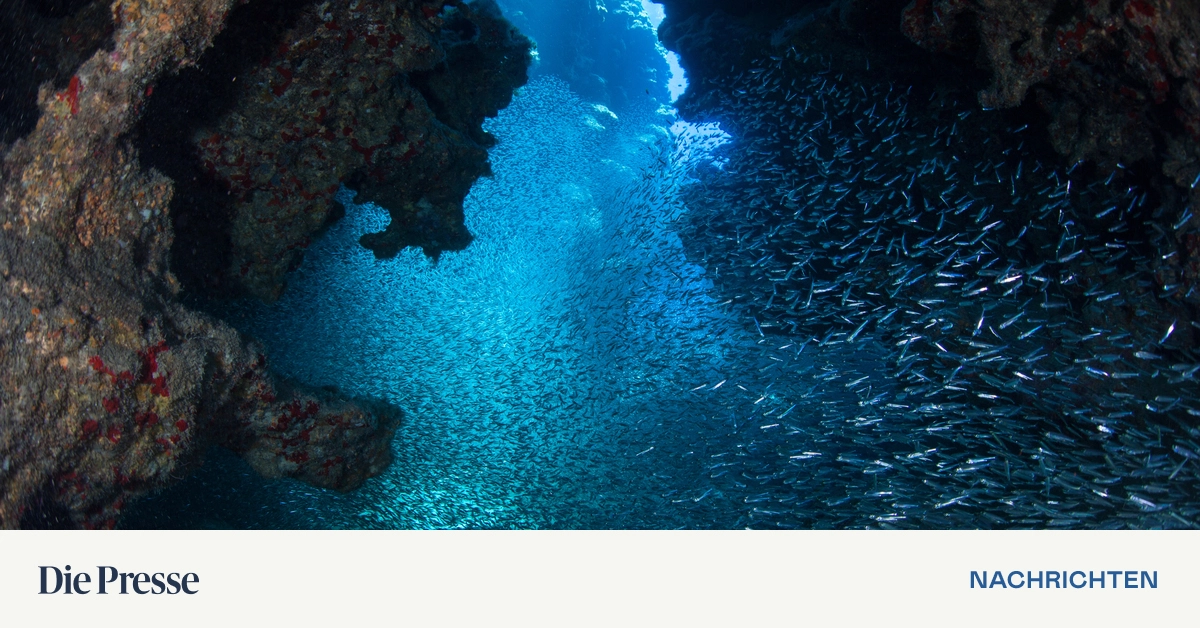 Karibikexpedition-findet-skurrile-Tiere-und-ein-blaues-Loch-