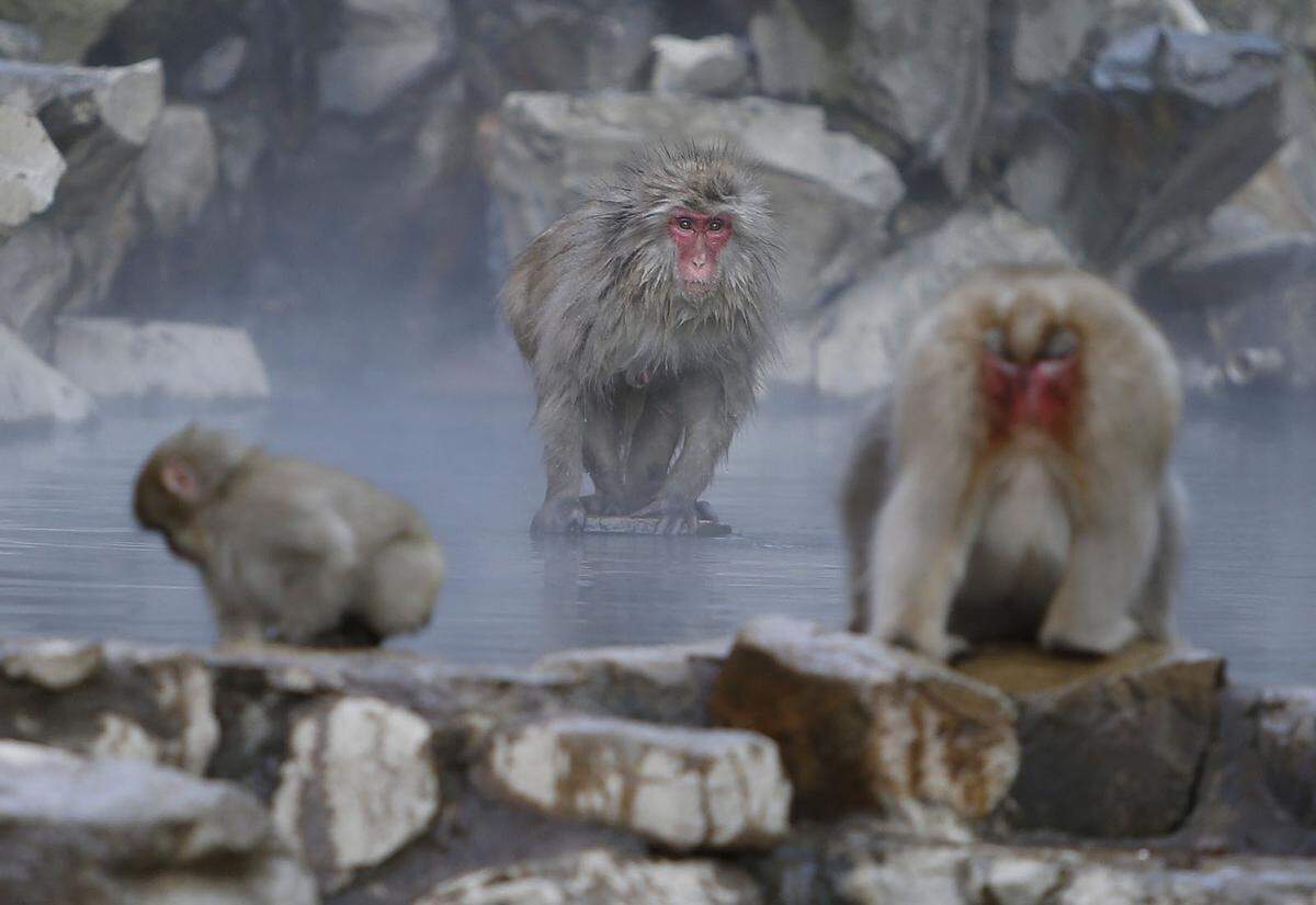 Japanmakaken überleben strenge Winter mit bis zu minus 20 Grad indem sie sich in heißen Quellen aufwärmen. Sie leben im Joshinetsu National Park, aber auch auf den Inseln Honshu, Shikoku und Kyushu.