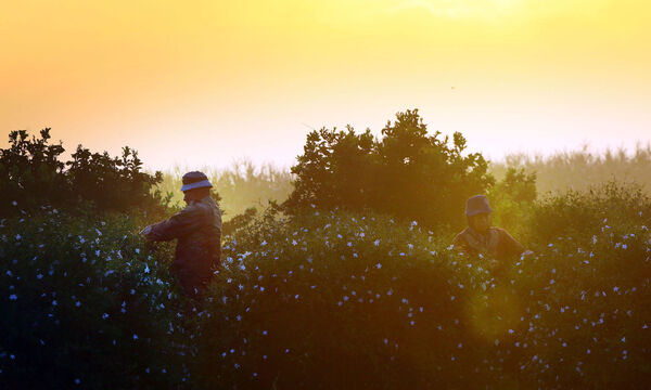 Jasmin-Ernte in Gharbiya. Der Klimawandel setzt auch den Bauern in Ägypten zu. 