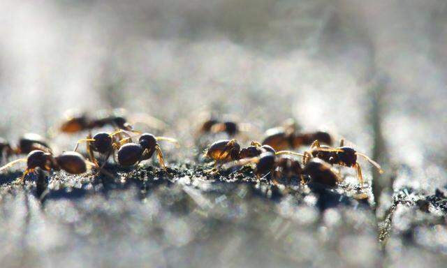 Duftspuren dienen den Ameisen zur Orientierung.