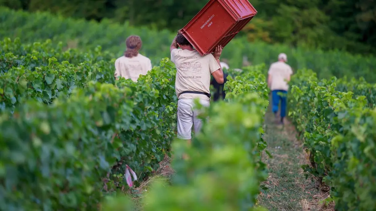 Extreme weather will cause champagne production to plummet by almost half ...