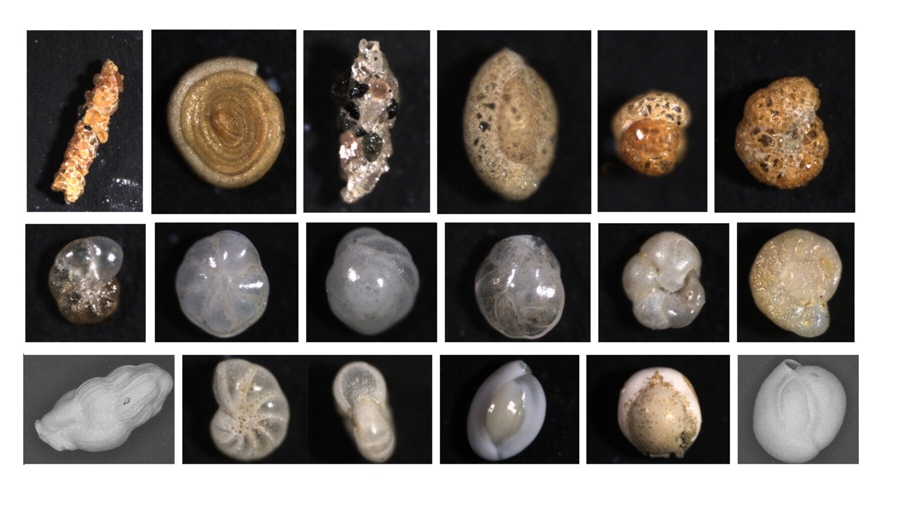 Tiny single-celled organisms reveal changes in the oceans