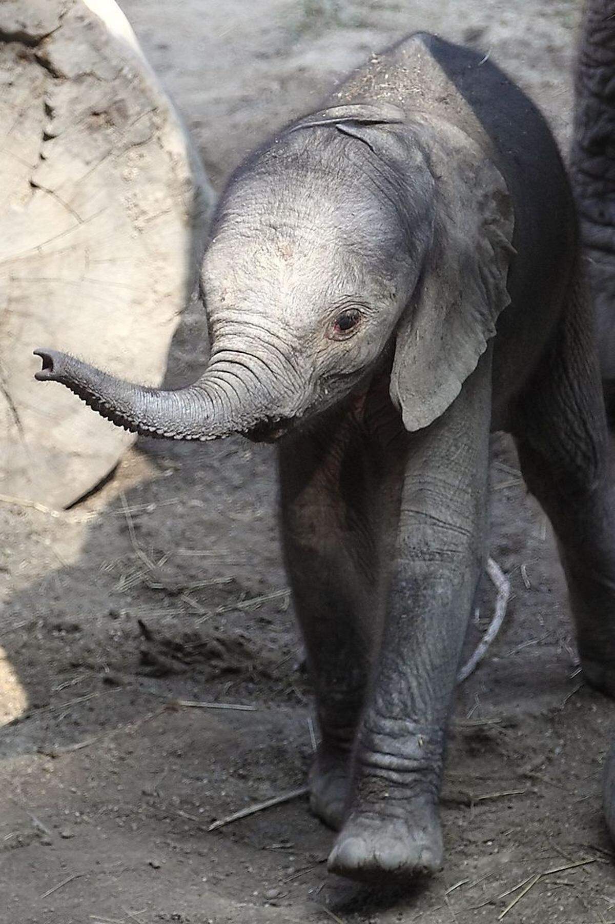 Das kleine Elefantenbaby ist noch keinen ganzen Tag alt, aber bereits ein Star. Zumindest bei seinen ersten tollpatschigen Schritten beim Pressetermin des Tiergartens Schönbrunn, bei dem das kleine Kalb am Donnerstag den Medien präsentiert wurde. Die Wiener verfolgen solche Geschehnisse in "ihrem" Zoo traditionell mit Anteilnahme. Zum Herbstbeginn eine Zusammenfassung des (gar nicht undramatischen) Sommers und ein Ausblick auf den Herbst.von Karin Schuh und Amra Duric