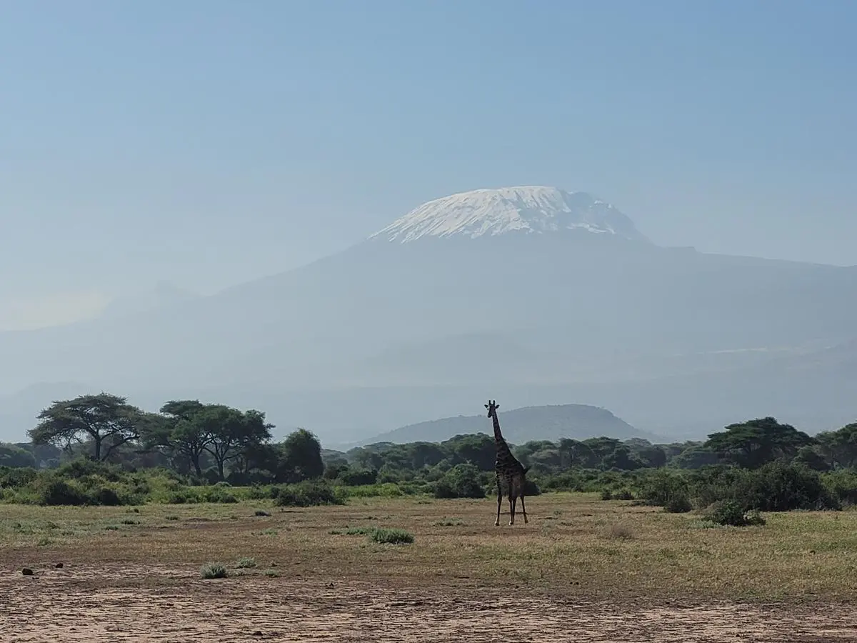 In the Sinya wildlife reserve there are giraffes - and a look at the Kilimanjaro.