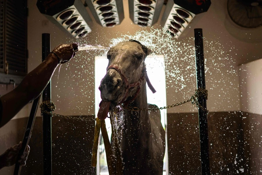 <strong>6. Mai. </strong>Ein Pfleger wäscht ein Arabisches Pferd in einem Stall der Al-Afandi-Akademie in der südirakischen Stadt Basra.
