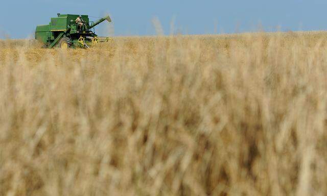 Weizen ist auf dem Weltmarkt teurer als vor der Krise.