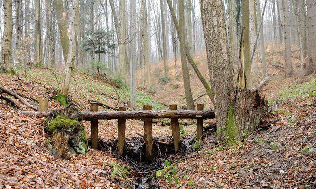 Im Wienerwald, nahe dem Ursprung der Kalten Wien.