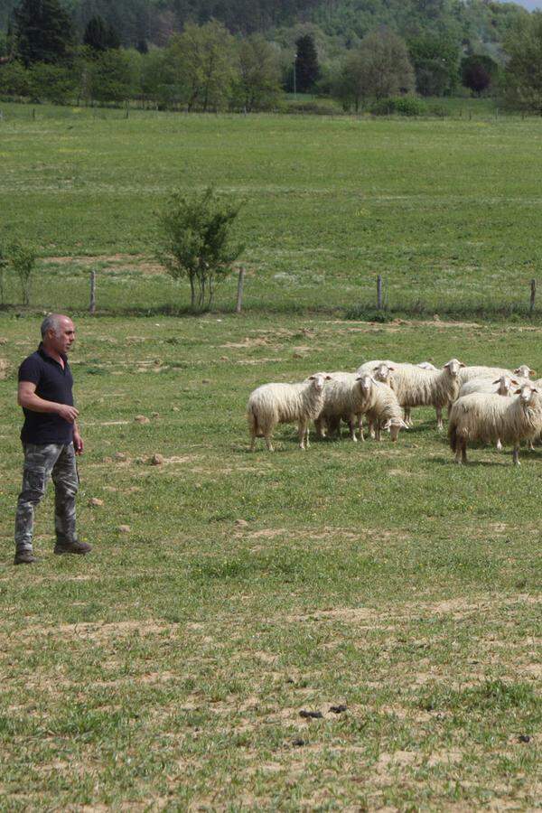 Manche Schafe sind Franzosen