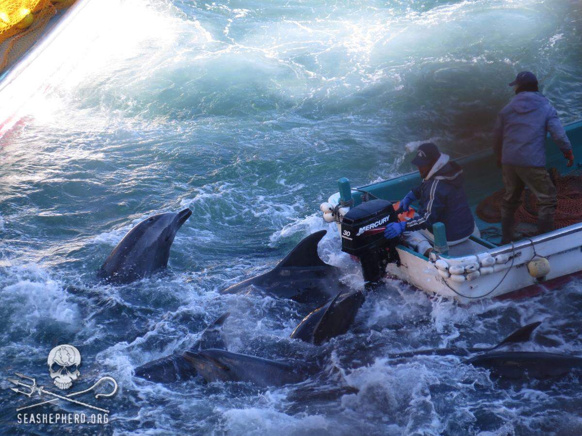 Vor dem Inkrafttreten des Walfangverbots war ein Großteils der Stadt in diesem Gewerbe tätig. Der Film "Die Bucht" von Louie Psihoyos und dem Tierschutzaktivisten Richard O'Barry stellte im jahr 2009 die Tradition des Delfinfangs aber in Frage.