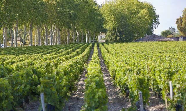 Chateau Margaux estate France Gironde Margaux The Chateau Margaux wine waits 25 months in w