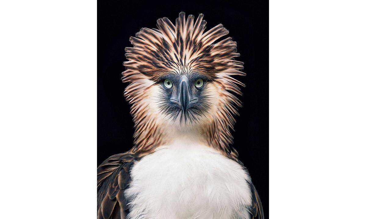 PhilippinenadlerVerbreitungsgebiet: Philippinische Inseln Leyte, Luzon, Mindanao und SamarStatus: Vom Aussterben bedrohtDer Kampf zur Rettung des Adlers begann im Jahr 1965, als die Pioniere des philippinischen Naturschutzes den WWF auf die Notlage des Vogels aufmerksam machten.