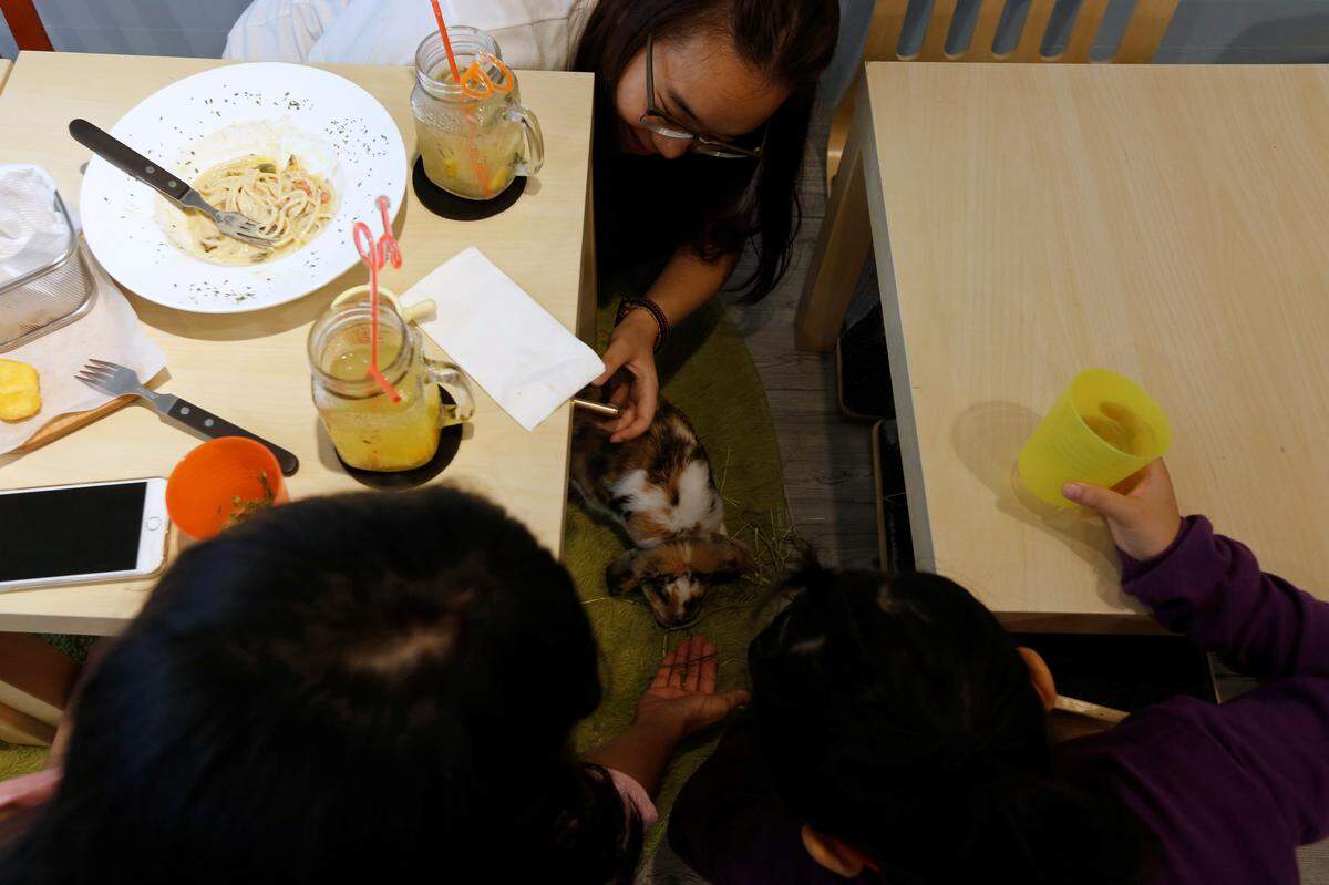 Aufgrund des beengten Wohnraums sind Haustiere in Hongkong recht selten. Mit "Rabbitland" soll man trotzdem auf Tuchfühlung mit den Vierbeiner gehen können, so die Idee der Gründer.