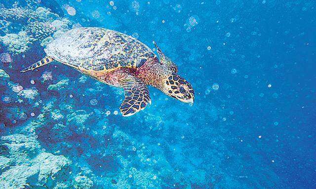 Schnorcheln Aug in Aug mit einer Wasserschildkröte
