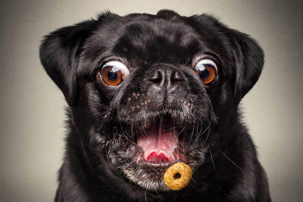 Da Lotte jedoch ein eher ein ruhiges Gemüt habe, versuchte der Fotograf, die Hundedame mit Leckerlis zu animieren, um sie auf Fotos in Bewegung festhalten zu können.