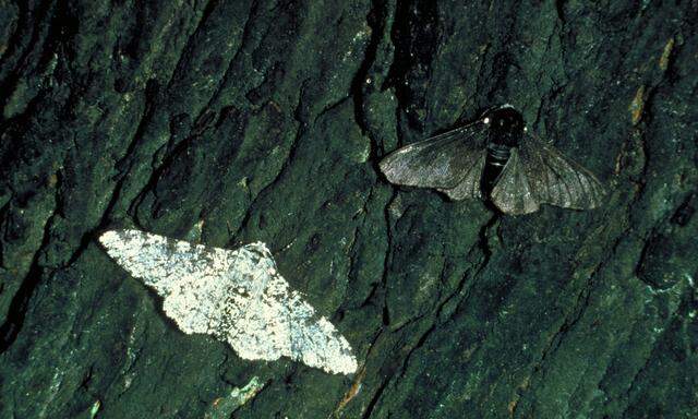 Der helle Birkenspanner färbte sich mit Transposons um, als die Luft schwarz wurde vor Schmutz.