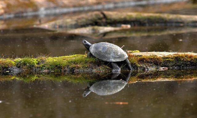 Teischschildkröte im Nationalpark Donau-Auen