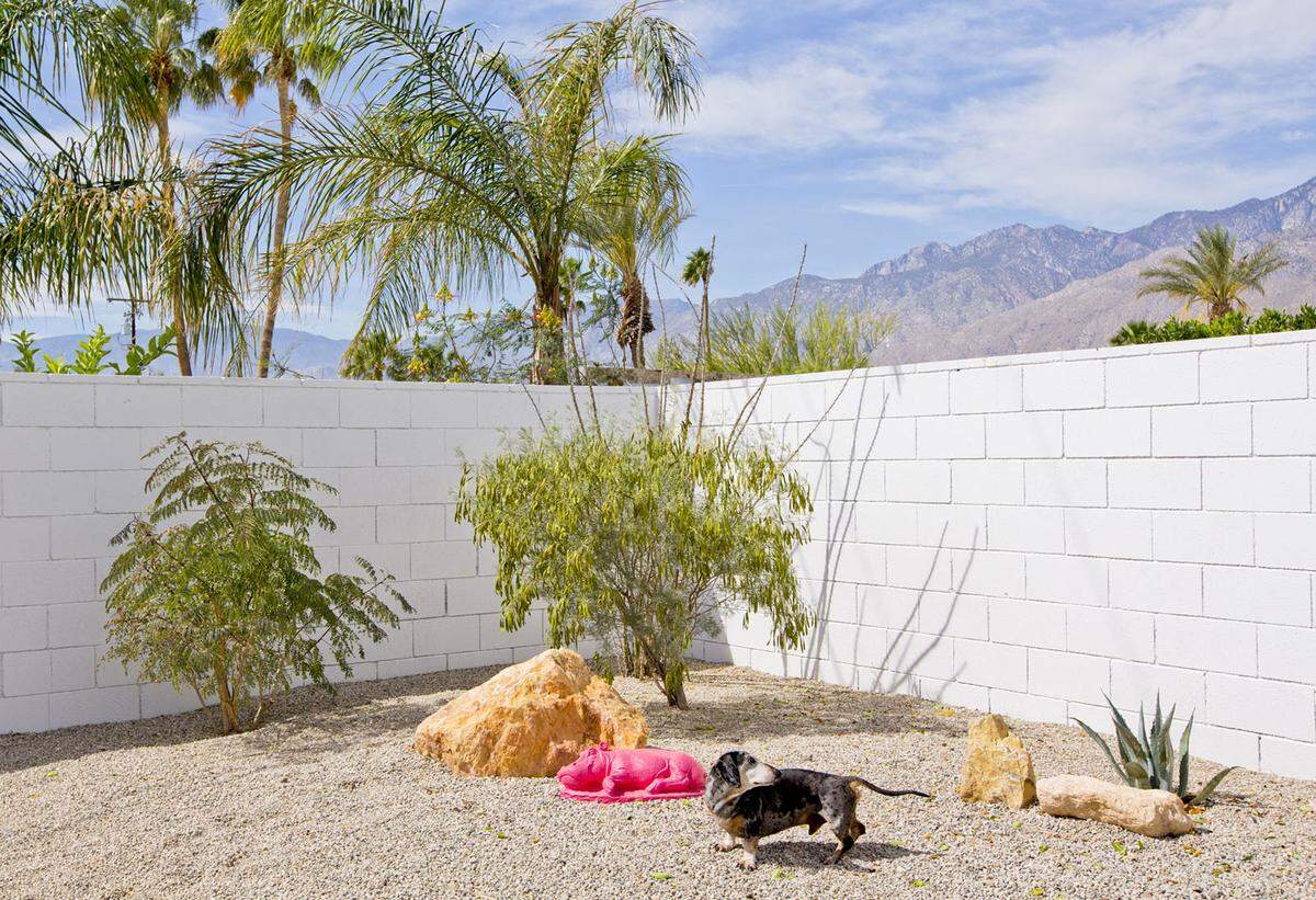 Sie zeigt Chihuahuas und Wolfshunde, Rassehunde und jene aus dem Tierheim, "wie sie ihr folgen und in den Kameraausschnitt wandern, Wärme und Leben den Bildern geben, so wie sie es auch in ihrem Zuhause machen", heißt es dazu.  Arthur, Zwegdackel, Architekt: Donald Wexler, 1960.