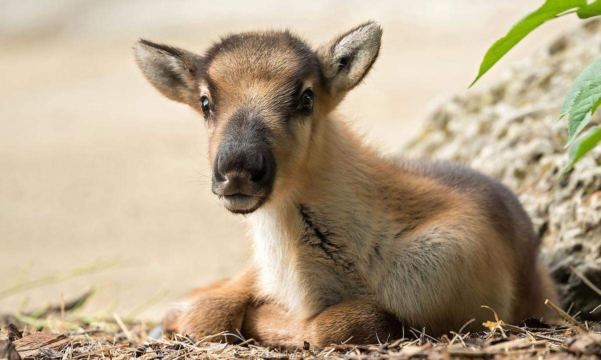 13. Mai. Nur noch zwei Tage, dann öffnet der Tiergarten Schönbrunn nach 65 Tagen coronabedingter Pause wieder seine Tore. Auf die Besucher warten zwei Neuzugänge: Zwei männliche Rentier-Babys wurden am 1. und 2. Mai geboren und bewegen sich bereits aufgeweckt durch die Anlage, berichtete der Tiergarten.