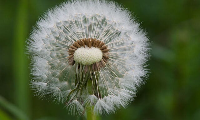 Wer vorsichtig ist und das Geheimnis kennt, hat Freude an den vergänglichen Schirmchen.