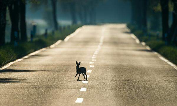 Die meisten Hasen sterben auf Niederösterreichs Straßen.