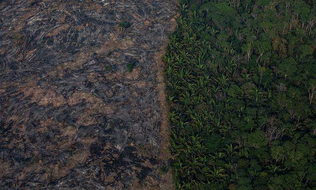 Der Amazonas-Regenwald steht vor einer entscheidenden Wende: Bringt der Amazonas-Gipfel Zeit durchzuatmen?