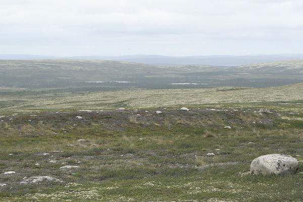 In der Tundra blühen im Frühling Wiesenblumen, vielfarbige Mose und Flechten bedecken den Boden ...