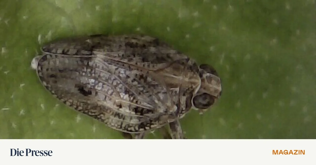 Wie-funktionieren-die-Satellitensch-sseln-von-Zikaden-premium-