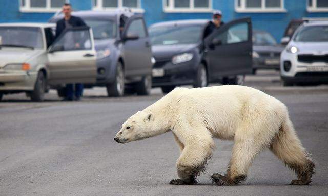 Erst im Juni wurden rund um die russische Stadt Norilsk Eisbären gesichtet.