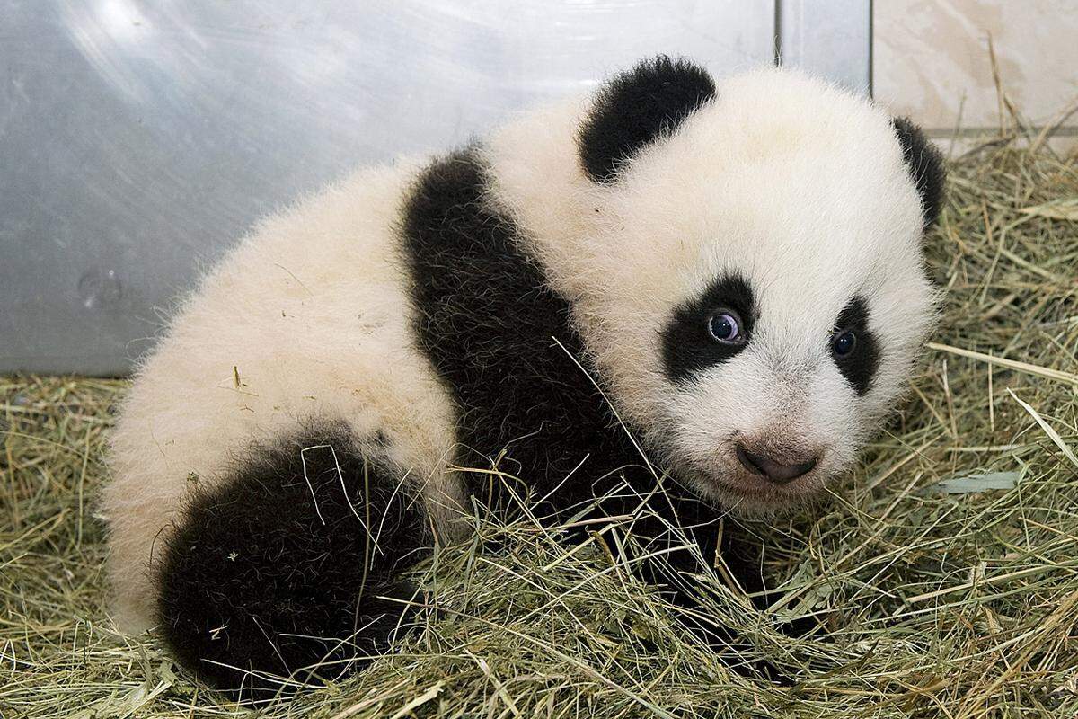 Der gesamte Tiergarten Schönbrunn ist am 13. Dezember im Zeichen des neugeborenen Panda-Jungen gestanden, nur das Fellknäuel selbst ließ sich davon nicht aus der Ruhe bringen und verschlief seine eigene Taufe (im Bild: der kleine Panda am Morgen seines "großen Tages").