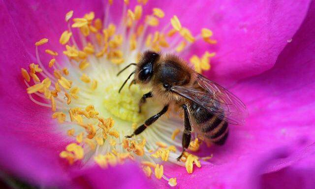 Die Bestäubung der Bienen sichert unsere Nahrung.