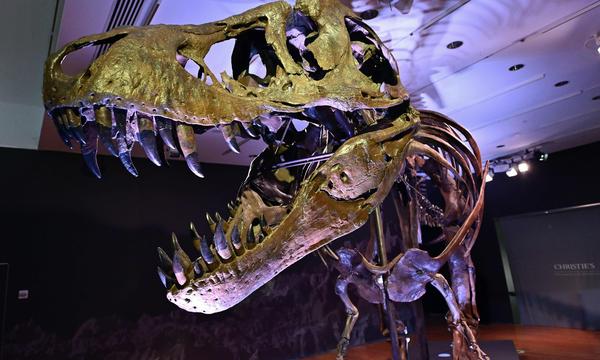Für das Skelett des 67 Millionen Jahre alten T-Rex „Stan“ zahlte im Jahr 2020 jemand 31,8 Millionen Dollar.