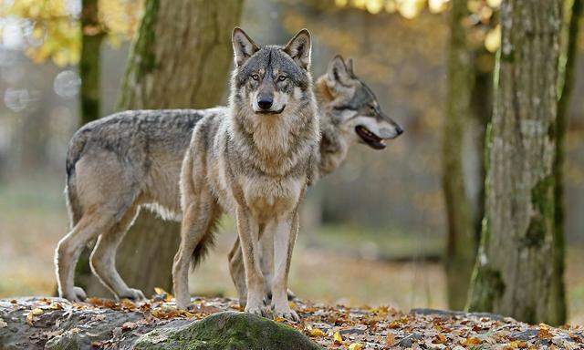 Europaeische Woelfe (canis lupus) stehen, Deutschland, Europa *** European wolves canis lupus standing Germany Europe Cop